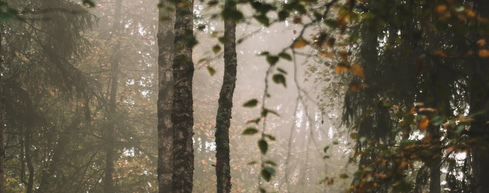 Skog i höstfärger.